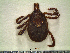  ( - CAS-T021)  @13 [ ] CreativeCommons - Attribution Non-Commercial (2012) Celestino Aguilar Smithsonian Tropical Research Institute