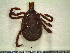  ( - CAS-T021)  @13 [ ] CreativeCommons - Attribution Non-Commercial (2012) Celestino Aguilar Smithsonian Tropical Research Institute