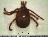  ( - CAS-T022)  @13 [ ] CreativeCommons - Attribution Non-Commercial (2012) Celestino Aguilar Smithsonian Tropical Research Institute