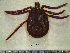  ( - CAS-T023)  @13 [ ] CreativeCommons - Attribution Non-Commercial (2012) Celestino Aguilar Smithsonian Tropical Research Institute