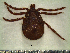  ( - CAS-T023)  @12 [ ] CreativeCommons - Attribution Non-Commercial (2012) Celestino Aguilar Smithsonian Tropical Research Institute