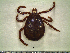  ( - CAS-T024)  @12 [ ] CreativeCommons - Attribution Non-Commercial (2012) Celestino Aguilar Smithsonian Tropical Research Institute