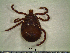  ( - CAS-T024)  @12 [ ] CreativeCommons - Attribution Non-Commercial (2012) Celestino Aguilar Smithsonian Tropical Research Institute