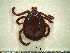  ( - CAS-T025)  @13 [ ] CreativeCommons - Attribution Non-Commercial (2012) Celestino Aguilar Smithsonian Tropical Research Institute