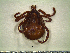  ( - CAS-T025)  @13 [ ] CreativeCommons - Attribution Non-Commercial (2012) Celestino Aguilar Smithsonian Tropical Research Institute