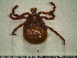  ( - CAS-T026)  @13 [ ] CreativeCommons - Attribution Non-Commercial (2012) Celestino Aguilar Smithsonian Tropical Research Institute