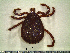  (Amblyomma varium - CAS-T027)  @14 [ ] CreativeCommons - Attribution Non-Commercial (2012) Celestino Aguilar Smithsonian Tropical Research Institute