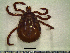  ( - CAS-T027)  @13 [ ] CreativeCommons - Attribution Non-Commercial (2012) Celestino Aguilar Smithsonian Tropical Research Institute