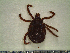  ( - CAS-T028)  @13 [ ] CreativeCommons - Attribution Non-Commercial (2012) Celestino Aguilar Smithsonian Tropical Research Institute