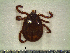  ( - CAS-T030)  @13 [ ] CreativeCommons - Attribution Non-Commercial (2012) Celestino Aguilar Smithsonian Tropical Research Institute
