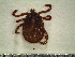  ( - CAS-T030)  @12 [ ] CreativeCommons - Attribution Non-Commercial (2012) Celestino Aguilar Smithsonian Tropical Research Institute