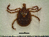  ( - CAS-T032)  @13 [ ] CreativeCommons - Attribution Non-Commercial (2012) Celestino Aguilar Smithsonian Tropical Research Institute
