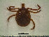 ( - CAS-T032)  @13 [ ] CreativeCommons - Attribution Non-Commercial (2012) Celestino Aguilar Smithsonian Tropical Research Institute