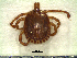  ( - CAS-T035)  @14 [ ] CreativeCommons - Attribution Non-Commercial (2012) Celestino Aguilar Smithsonian Tropical Research Institute