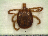  ( - CAS-T036)  @13 [ ] CreativeCommons - Attribution Non-Commercial (2012) Celestino Aguilar Smithsonian Tropical Research Institute