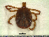 (Amblyomma tapirellum - CAS-T036)  @14 [ ] CreativeCommons - Attribution Non-Commercial (2012) Celestino Aguilar Smithsonian Tropical Research Institute
