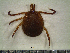  ( - CAS-T070)  @13 [ ] CreativeCommons - Attribution Non-Commercial (2012) Celestino Aguilar Smithsonian Tropical Research Institute