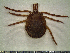  ( - CAS-T072)  @12 [ ] CreativeCommons - Attribution Non-Commercial (2012) Celestino Aguilar Smithsonian Tropical Research Institute