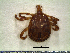  ( - CAS-T073)  @14 [ ] CreativeCommons - Attribution Non-Commercial (2012) Celestino Aguilar Smithsonian Tropical Research Institute