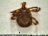  ( - CAS-T073)  @13 [ ] CreativeCommons - Attribution Non-Commercial (2012) Celestino Aguilar Smithsonian Tropical Research Institute