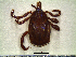  ( - CAS-T075)  @13 [ ] CreativeCommons - Attribution Non-Commercial (2012) Celestino Aguilar Smithsonian Tropical Research Institute