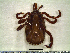  ( - CAS-T075)  @13 [ ] CreativeCommons - Attribution Non-Commercial (2012) Celestino Aguilar Smithsonian Tropical Research Institute