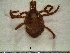  ( - CAS-T076)  @13 [ ] CreativeCommons - Attribution Non-Commercial (2012) Celestino Aguilar Smithsonian Tropical Research Institute
