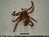  ( - CAS-T077)  @12 [ ] CreativeCommons - Attribution Non-Commercial (2012) Celestino Aguilar Smithsonian Tropical Research Institute