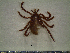  ( - CAS-T077)  @13 [ ] CreativeCommons - Attribution Non-Commercial (2012) Celestino Aguilar Smithsonian Tropical Research Institute