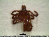  ( - CAS-T078)  @13 [ ] CreativeCommons - Attribution Non-Commercial (2012) Celestino Aguilar Smithsonian Tropical Research Institute
