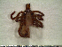  ( - CAS-T078)  @13 [ ] CreativeCommons - Attribution Non-Commercial (2012) Celestino Aguilar Smithsonian Tropical Research Institute