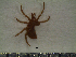  ( - CAS-T087)  @13 [ ] CreativeCommons - Attribution Non-Commercial (2012) Celestino Aguilar Smithsonian Tropical Research Institute