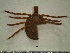  ( - GRP8-342)  @13 [ ] CreativeCommons - Attribution Non-Commercial (2012) Celestino Aguilar Smithsonian Tropical Research Institute