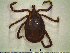 ( - STRI-UP3)  @13 [ ] CreativeCommons - Attribution Non-Commercial (2012) Celestino Aguilar Smithsonian Tropical Research Institute