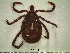  ( - STRI-UP3)  @13 [ ] CreativeCommons - Attribution Non-Commercial (2012) Celestino Aguilar Smithsonian Tropical Research Institute