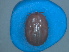  ( - FEL_20T)  @11 [ ] CreativeCommons - Attribution Share-Alike (2025) Nozipho N Khumalo South African National Biodiversity Institute, National Zoological Gardens (NZG)
