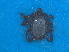  ( - FEL_28aT)  @11 [ ] CreativeCommons - Attribution Share-Alike (2025) Nozipho N Khumalo South African National Biodiversity Institute, National Zoological Gardens (NZG)