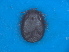  (Rhipicephalus zambeziensis - FEL_32T)  @11 [ ] CreativeCommons - Attribution Share-Alike (2025) Nozipho N Khumalo South African National Biodiversity Institute, National Zoological Gardens (NZG)