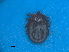  ( - FEL_09dT)  @11 [ ] CreativeCommons  Attribution Non _Commercial Share _Alike (2020) SANBI SANBI