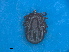  ( - FEL_09dT)  @11 [ ] CreativeCommons  Attribution Non _Commercial Share _Alike (2020) SANBI SANBI