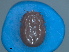  ( - FEL_20T)  @11 [ ] CreativeCommons  Attribution Non _Commercial Share _Alike (2020) SANBI SANBI