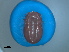  ( - FEL_22aT)  @11 [ ] CreativeCommons  Attribution Non _Commercial Share _Alike (2020) SANBI SANBI