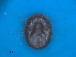  ( - FEL_32T)  @11 [ ] CreativeCommons  Attribution Non _Commercial Share _Alike (2020) SANBI SANBI