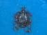  ( - FEL_34T)  @11 [ ] CreativeCommons  Attribution Non _Commercial Share _Alike (2020) SANBI SANBI