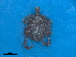  ( - FEL_34T)  @11 [ ] CreativeCommons  Attribution Non _Commercial Share _Alike (2020) SANBI SANBI