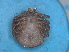  ( - TIC13)  @11 [ ] CreativeCommons - Attribution Share-Alike (2023) SANBI South African National Biodiversity Institute, National Zoological Gardens (NZG)