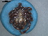  ( - TIC11)  @11 [ ] CreativeCommons - Attribution Share-Alike (2023) SANBI South African National Biodiversity Institute, National Zoological Gardens (NZG)