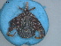  ( - TIC20)  @11 [ ] CreativeCommons - Attribution Share-Alike (2023) SANBI South African National Biodiversity Institute, National Zoological Gardens (NZG)