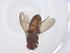  (Scaptodrosophila pressobrunnea - CBG-A13994-F04)  @11 [ ] CreativeCommons - Attribution Share - Alike (2023) Centre for Biodiversity Genomics Centre for Biodiversity Genomics
