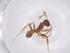  (Pheidole nodifera - CBG-B01439-G10)  @11 [ ] CreativeCommons - Attribution Share - Alike (2025) Centre for Biodiversity Genomics Centre for Biodiversity Genomics